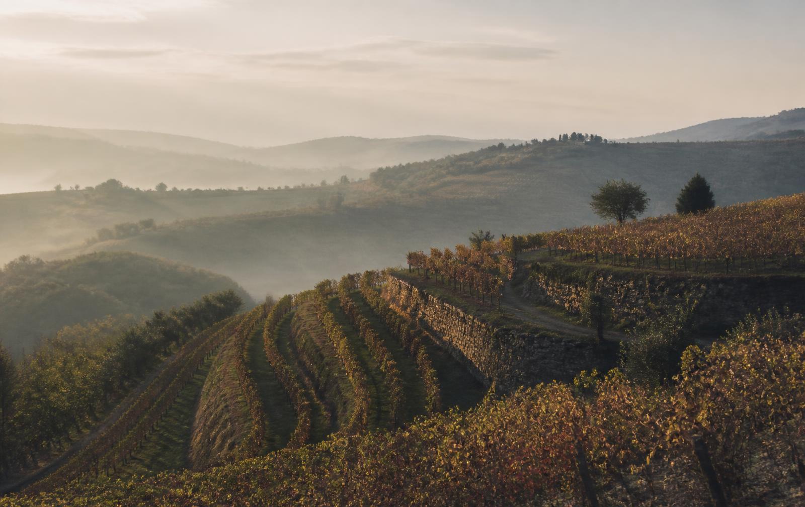 Misty vineyard hills in Limoux, southern France